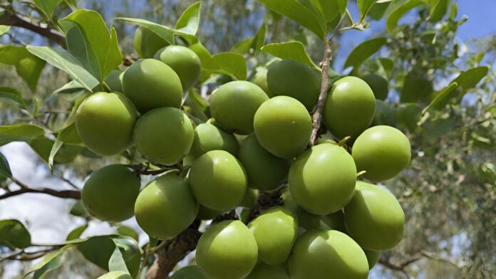Winter Radiance: Why Kakadu Plum Is the Secret to Soft, Supple Skin During Cold Months