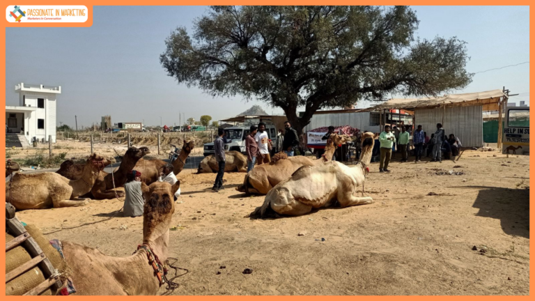 14 Years Of Help In Suffering: How A Jaipur Centre Is Rescuing & Healing Camels