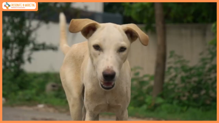 Supertails Launches ‘Feed A Streetie’ Campaign, Feeding 1000 Kgs Of Food To Street Dogs Across India