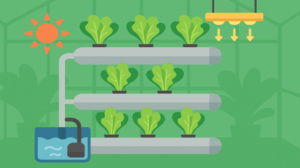 Why Grow Without Soil?
