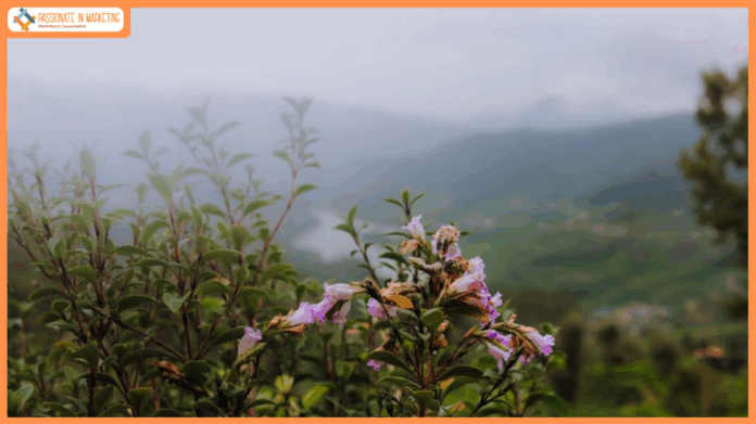 See the Rare Neelakurinji Bloom—Now at Club Mahindra Munnar