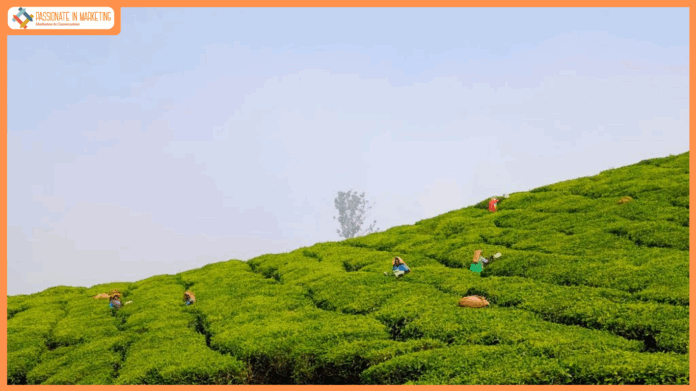 Harrisons Malayalam Wins Gold Medal at North American Tea Competition