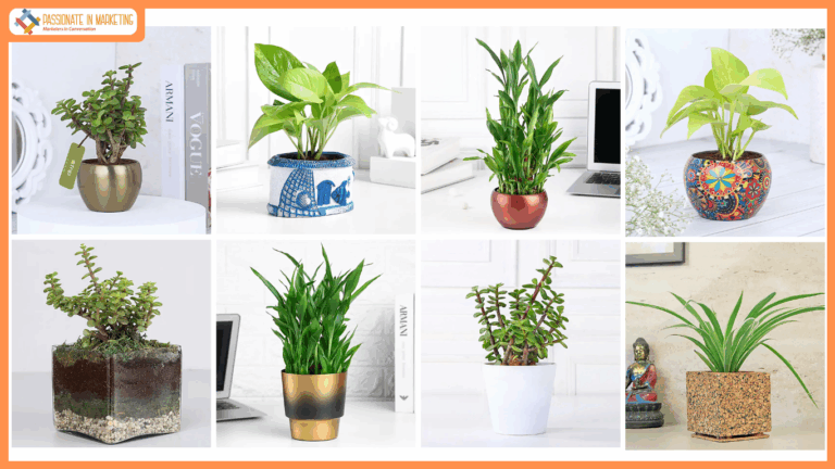 How Do You Know if Your Good Luck Plant is Thriving?