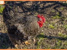 The Chicken Rate Paradox: Why Chicken Gets Cheaper When Everything Else Gets Expensive The Chicken Rate Paradox Why Chicken Gets Cheaper When Everything Else Gets Expensive