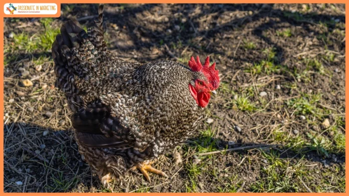 The Chicken Rate Paradox Why Chicken Gets Cheaper When Everything Else Gets Expensive