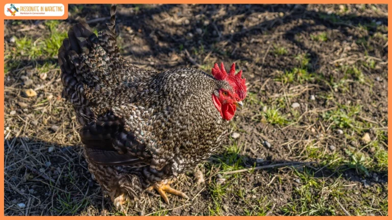 The Chicken Rate Paradox Why Chicken Gets Cheaper When Everything Else Gets Expensive