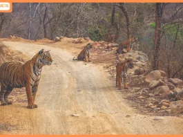 A Half-Century of the Wild: Kairav Engineer Unveils ‘Ranthambhore – 50 Iconic Years’ in a Landmark Exhibition and Tribute to Valmik Thapar