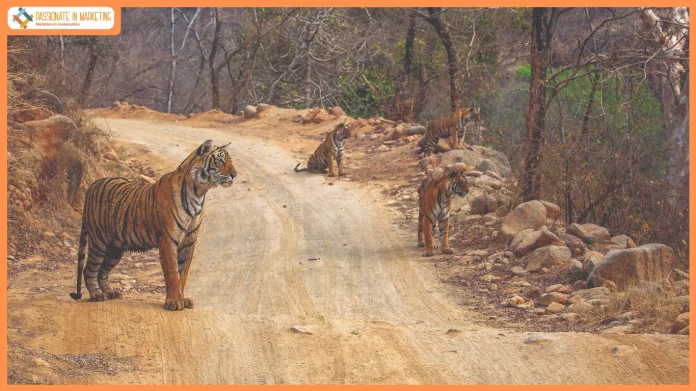 A Half-Century of the Wild: Kairav Engineer Unveils ‘Ranthambhore – 50 Iconic Years’ in a Landmark Exhibition and Tribute to Valmik Thapar