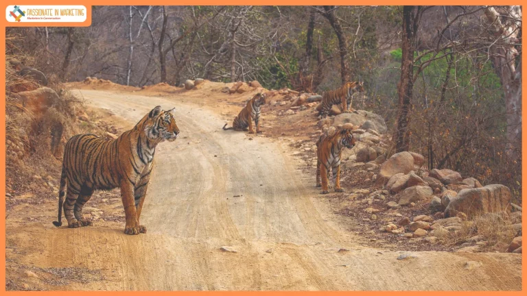 A Half-Century of the Wild: Kairav Engineer Unveils ‘Ranthambhore – 50 Iconic Years’ in a Landmark Exhibition and Tribute to Valmik Thapar