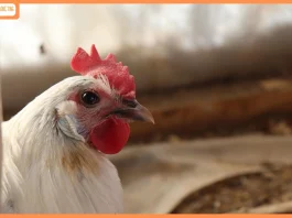 Retail vs Wholesale Chicken Rates: Marketing Tactics That Maximize Profits Retail vs Wholesale Chicken Rates Marketing Tactics That Maximize Profits