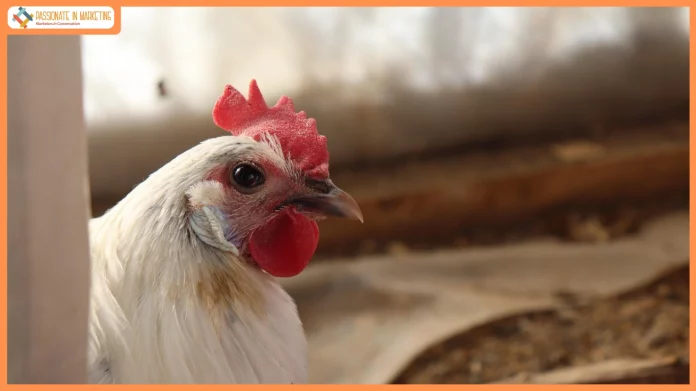 Retail vs Wholesale Chicken Rates Marketing Tactics That Maximize Profits