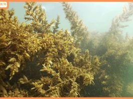 museum-of-goa-to-host-step-into-the-sea-an-immersive-installation-on-goas-mystical-seaweed-forests