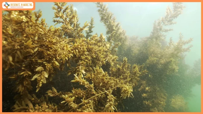 museum-of-goa-to-host-step-into-the-sea-an-immersive-installation-on-goas-mystical-seaweed-forests