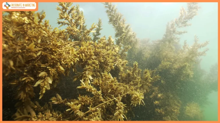 museum-of-goa-to-host-step-into-the-sea-an-immersive-installation-on-goas-mystical-seaweed-forests