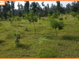 Axis Bank supports plantation of over 30 lakh native saplings to strengthen ecological restoration in Madhya Pradesh, Rajasthan, West Bengal & Assam Axis Bank supports plantation of over 30 lakh native saplings to strengthen ecological restoration in Madhya Pradesh, Rajasthan, West Bengal & Assam