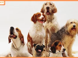 Pawsitive Spending on the Rise: Inside India’s Growing Pet Care Economy