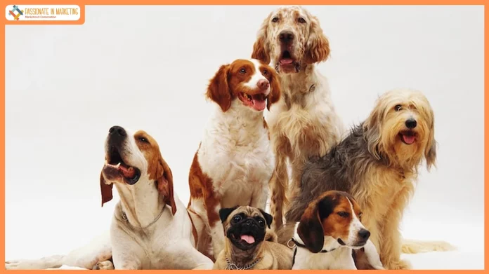 Pawsitive Spending on the Rise: Inside India’s Growing Pet Care Economy