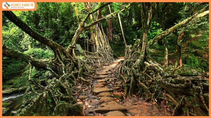Home Ground: How Meghalaya Is Turning Local Families Into the Future of Tourism
