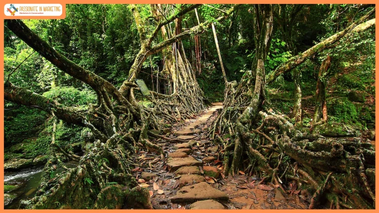 Home Ground: How Meghalaya Is Turning Local Families Into the Future of Tourism