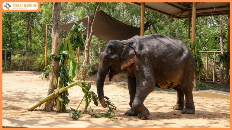 No More Painful Walks: After Years of Suffering, Maniki Comes to Vantara for Healing