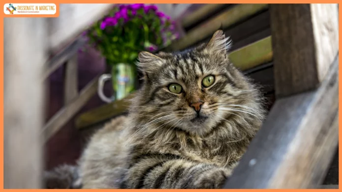 Beyond the Iconic Landmarks: Meet the Cats of İstanbul
