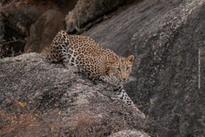 Precise autofocus for fast-moving action